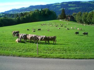 Alpkäserei Gmeiner Kühe Partner KäseStrasse Bregenzerwald_(c) Alpkäserei Gmeiner